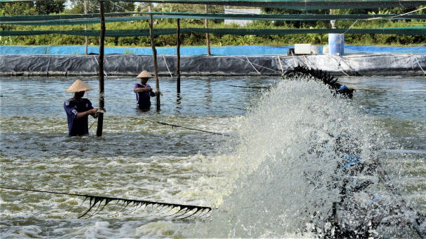 Hệ thống thủy lợi ‘ăn ké’, tôm nuôi thiếu nước biển sạch