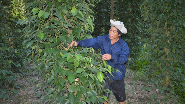 Năng suất hồ tiêu giảm mạnh do nắng hạn kéo dài và bệnh