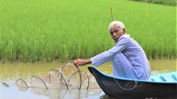 Kiên Giang phát triển 7.000ha trồng trọt hữu cơ