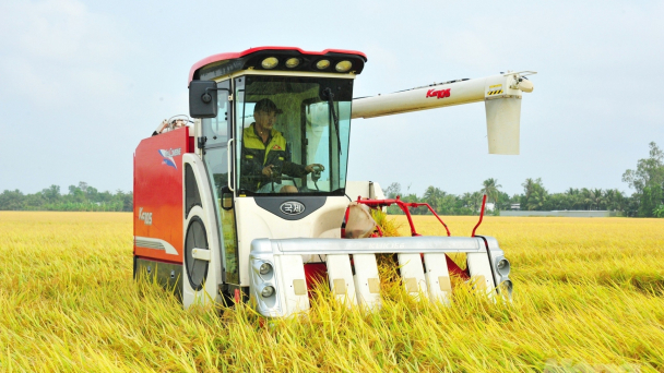 Kiên Giang tổ chức sản xuất được 428 cánh đồng lớn