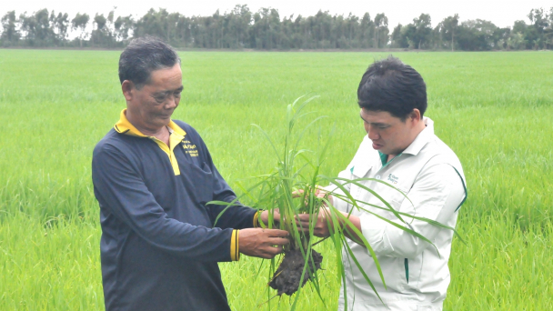 Kiên Giang tăng hơn 20 ngàn ha lúa thu đông