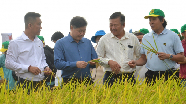 Canh tác lúa giảm phát thải lợi nhuận tăng cao hơn 55 triệu đồng/ha