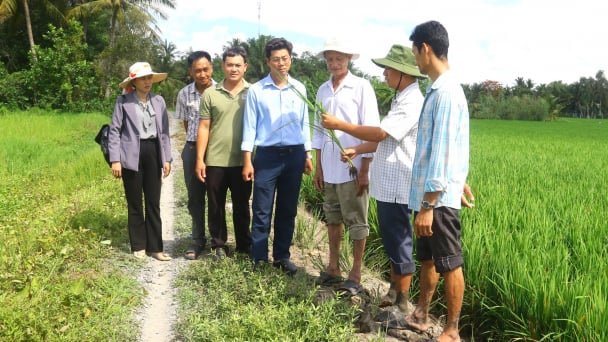 Hậu Giang thực hiện 137 mô hình khuyến nông thúc đẩy sản xuất nông nghiệp