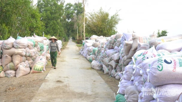 Nông dân đối mặt áp lực tiêu thụ lúa gạo trước bối cảnh giá lúa giảm