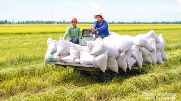 An Giang lập kỷ lục 6 tháng thu hoạch hơn 5,3 triệu tấn lúa