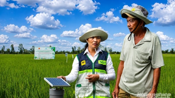 Dẫn dắt nông dân sản xuất lúa giảm phát thải