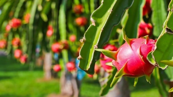 Châu Âu quy định chặt chẽ khi nhập khẩu thanh long