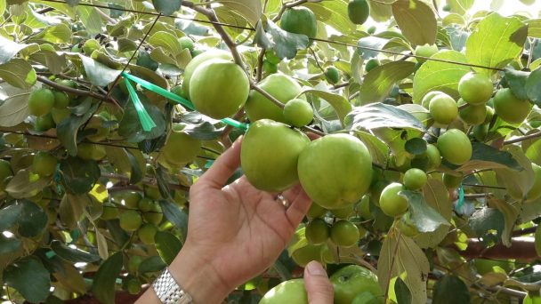 Giống táo TN05 thích ứng điều kiện khí hậu Nam Trung bộ