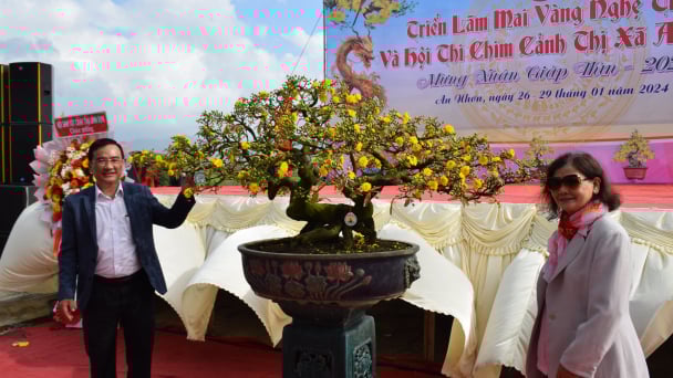 Hàng nghìn tác phẩm mai vàng độc đáo hội tụ
