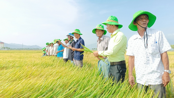 TBR97 cứng cây, chống chịu sâu bệnh... khẳng định vị thế ở Khánh Hòa