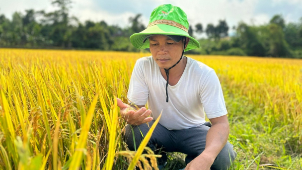 Lúa TBR97 năng suất vuợt trội, bình quân 85tạ/ha