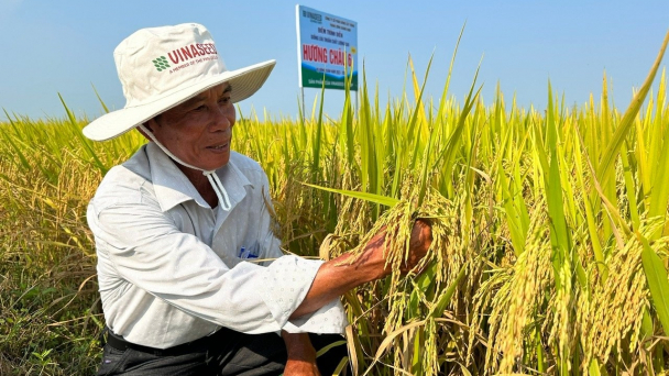 Những giống lúa thích hợp sản xuất hai vụ của Vinaseed