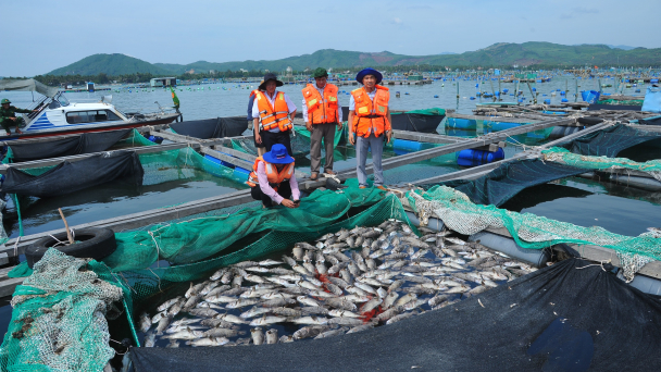 Hơn 90 tấn tôm hùm, cá biển chết, vùng nuôi thiệt hại nặng