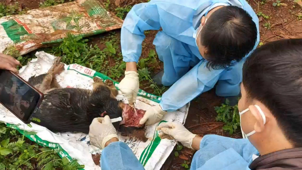 Chó nhiễm virus dại tấn công người dân