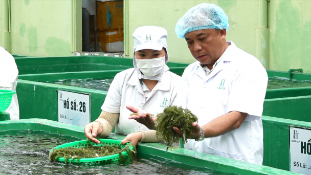 Liên kết sản xuất rong nho gia tăng lợi nhuận 30 - 40%