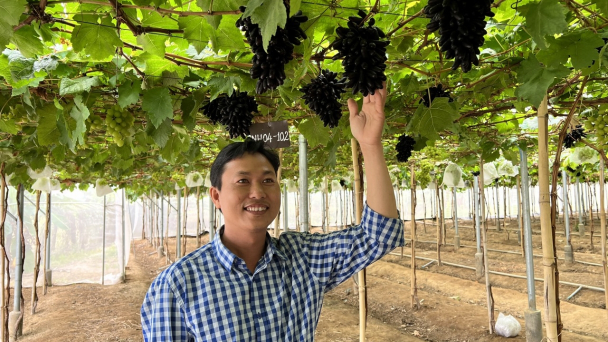 Chuyển giao giống cây trồng hiệu quả cao gấp 2-3 lần cho vùng Nam Trung bộ