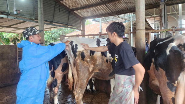 Hơn 600 người chống dịch tiêu chảy bò sữa ở Lâm Đồng