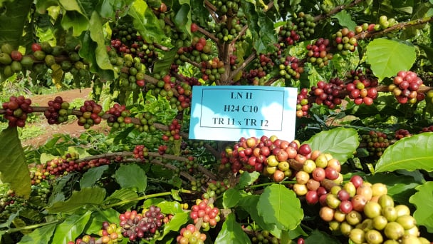 Nghiên cứu giống cà phê thích ứng biến đổi khí hậu
