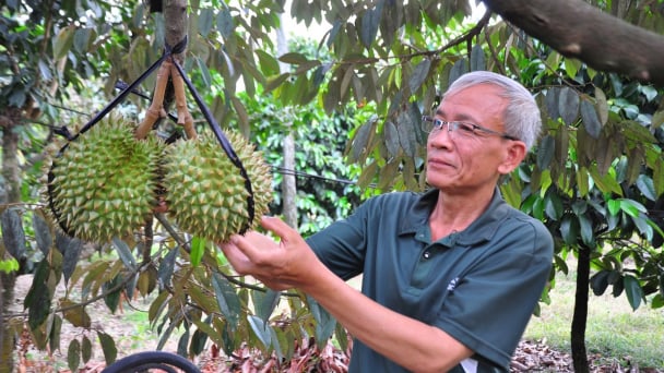 Kiểm soát chặt dư lượng kim loại nặng và chất vàng O