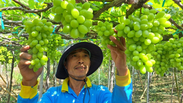 Sống chung với khô hạn: [Bài 1] Chuyển đổi cây trồng, 'thần tài' gõ cửa