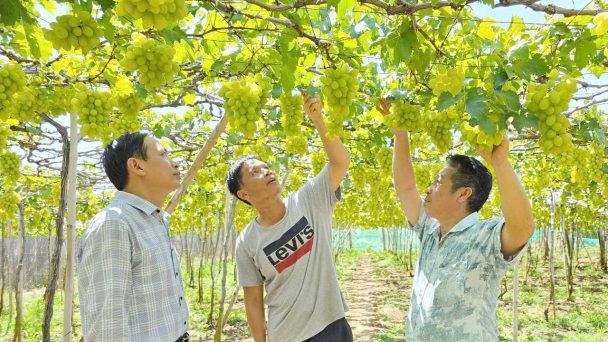 Bí quyết trồng giống nho xanh NH01-48 đạt năng suất cao