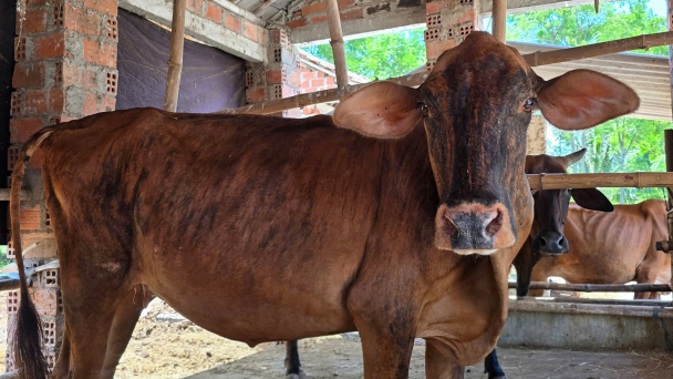 Dân thoát nghèo nhờ dự án bò sinh sản