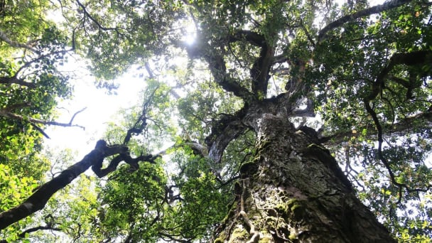 Tham vấn hoàn thiện báo cáo giảm phát thải rừng vùng Tây Nguyên, Nam Trung bộ