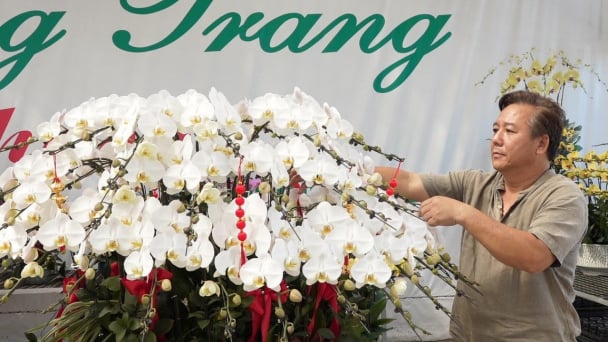Lan hồ điệp Lâm Đồng khoe sắc đón xuân