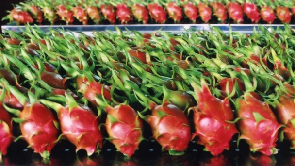 Vietnamese agricultural exports face increasing warnings from the EU market