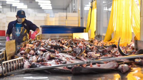 Latest update on EU market seafood import regulations