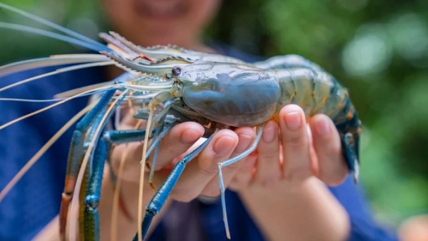 Instructions for registering to export seafood to China