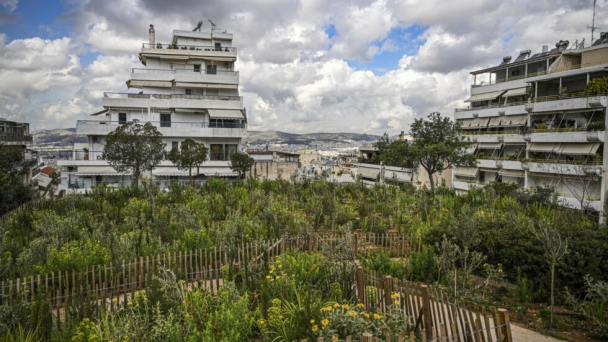 Nỗ lực trồng cây xanh ở Athens sau nhiều thập kỷ trì hoãn