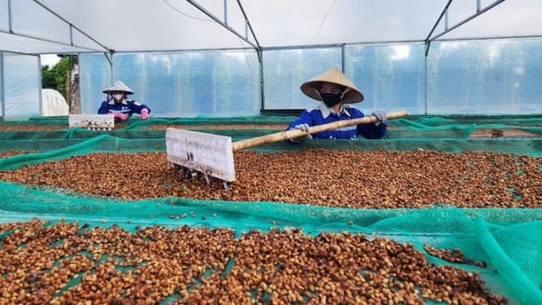 Vietnam-Australia cooperation brings significant shift to high-tech agriculture in Central Highlands