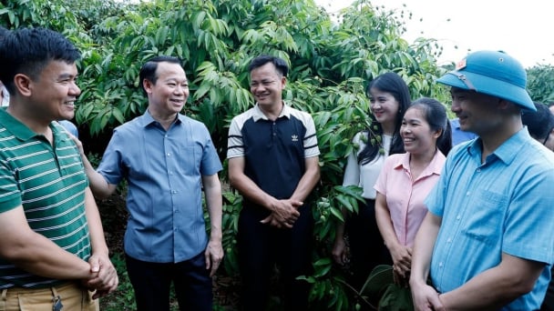 Bac Giang lychee enters season: Minister expects a breakthrough in exports