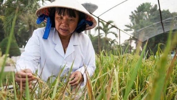 Collaborating across borders for resilient and sustainable food systems in the Mekong