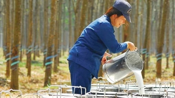 Rubber prices on May 20, 2025: Mixed movements