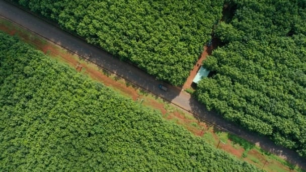 Vietnam classified as 'low risk' for deforestation