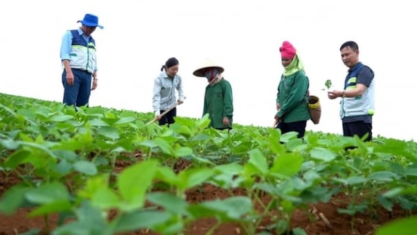 Raising the bar on Vietnam's agriculture, 1975-2025 and beyond