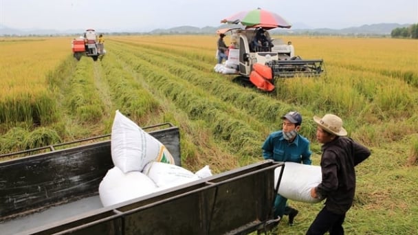Vietnam’s agro-forestry-fishery exports hit 33.84 billion USD milestone