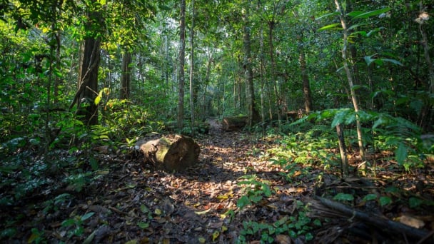 Vietnam defines forest carbon rights to join international credit markets