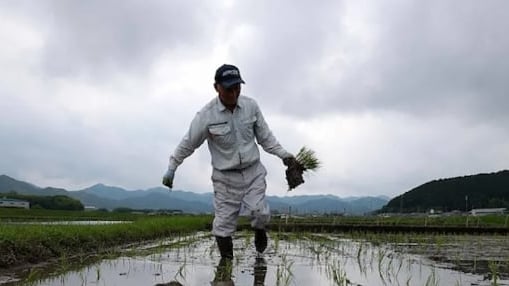 Japan rice prices double, raising pressure on PM