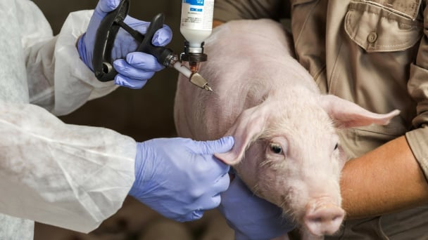 Toward a national strategy to tackle African Swine Fever