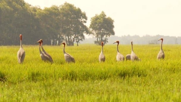 Reviving the wetlands in Tram Chim National Park