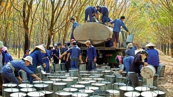Local businesses expect higher rubber prices than last year