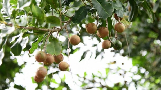 Lam Dong identifies macadamia as a strategic crop