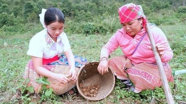 ICRAF helps Northwest farmers restore sloping land, build green livelihoods