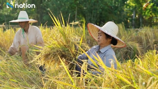 Thai farmers fear price drop as India plans to release 20m tonnes of rice