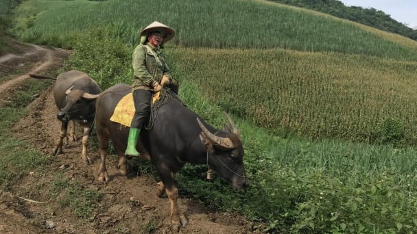 SAAF program aims to improve livestock value chain for Son La community