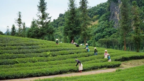 Son La: Sustainable livelihoods from agroforestry models