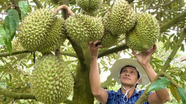 Mastering off-season durian techniques to boost export quality